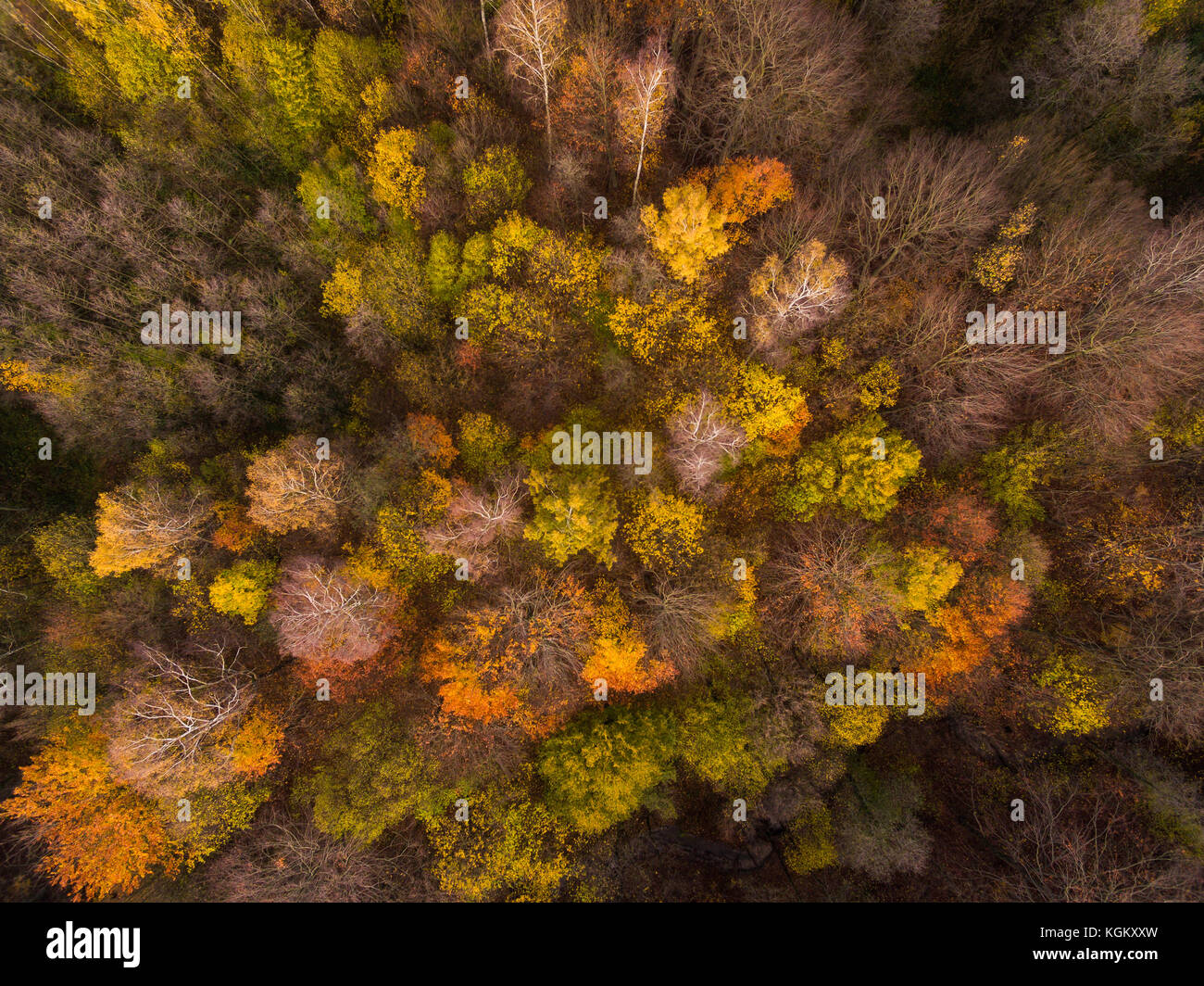 Aerial view of the forest in autumn Stock Photo - Alamy
