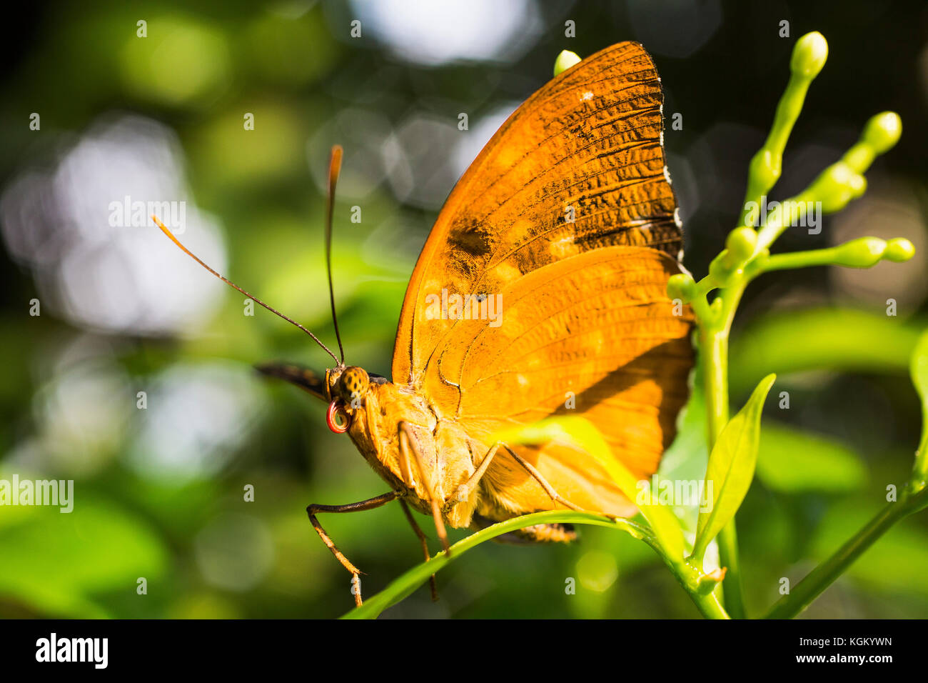 Close-up of yellow butterfly on plant Stock Photo