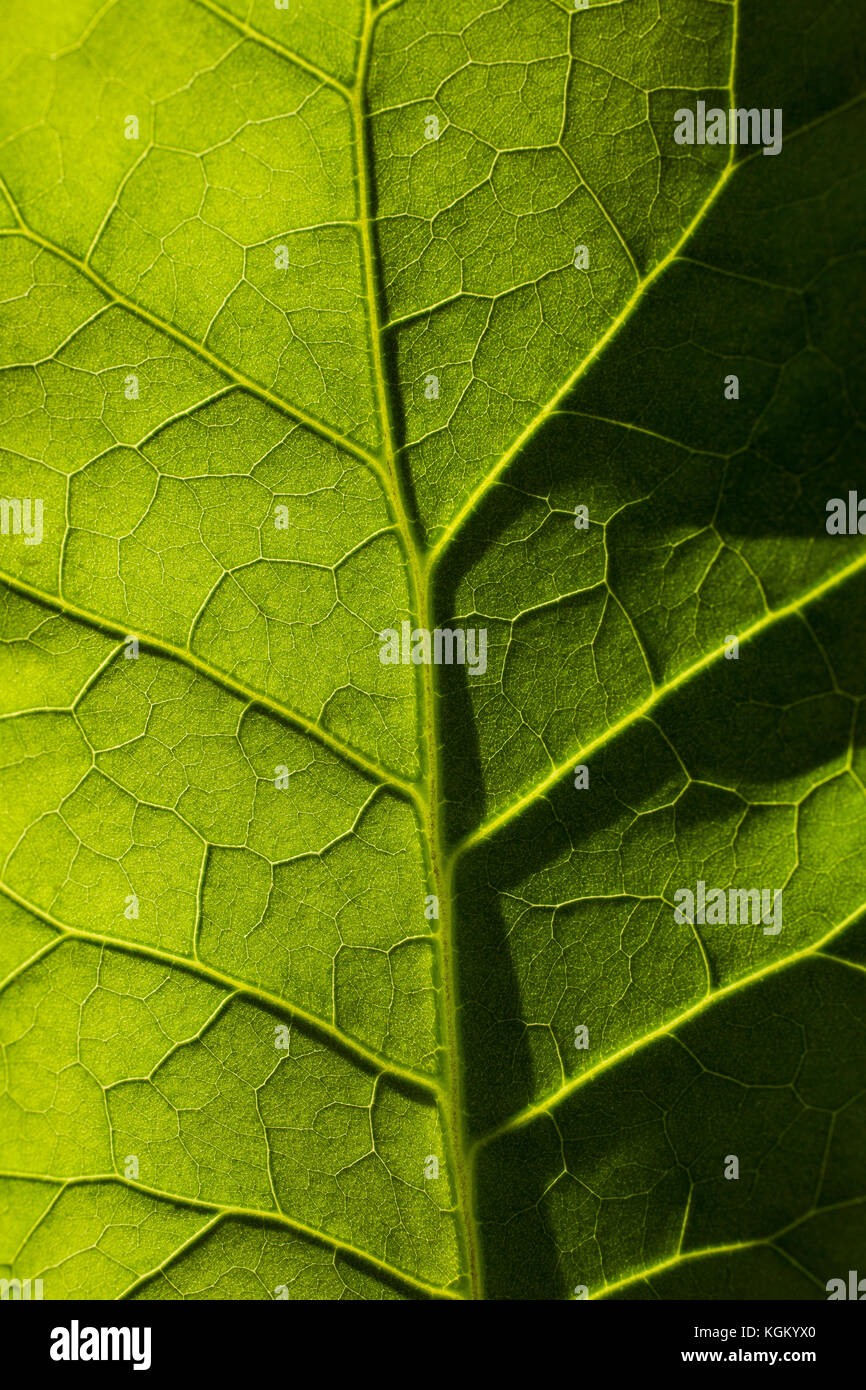 Full frame shot of fresh green leaf Stock Photo