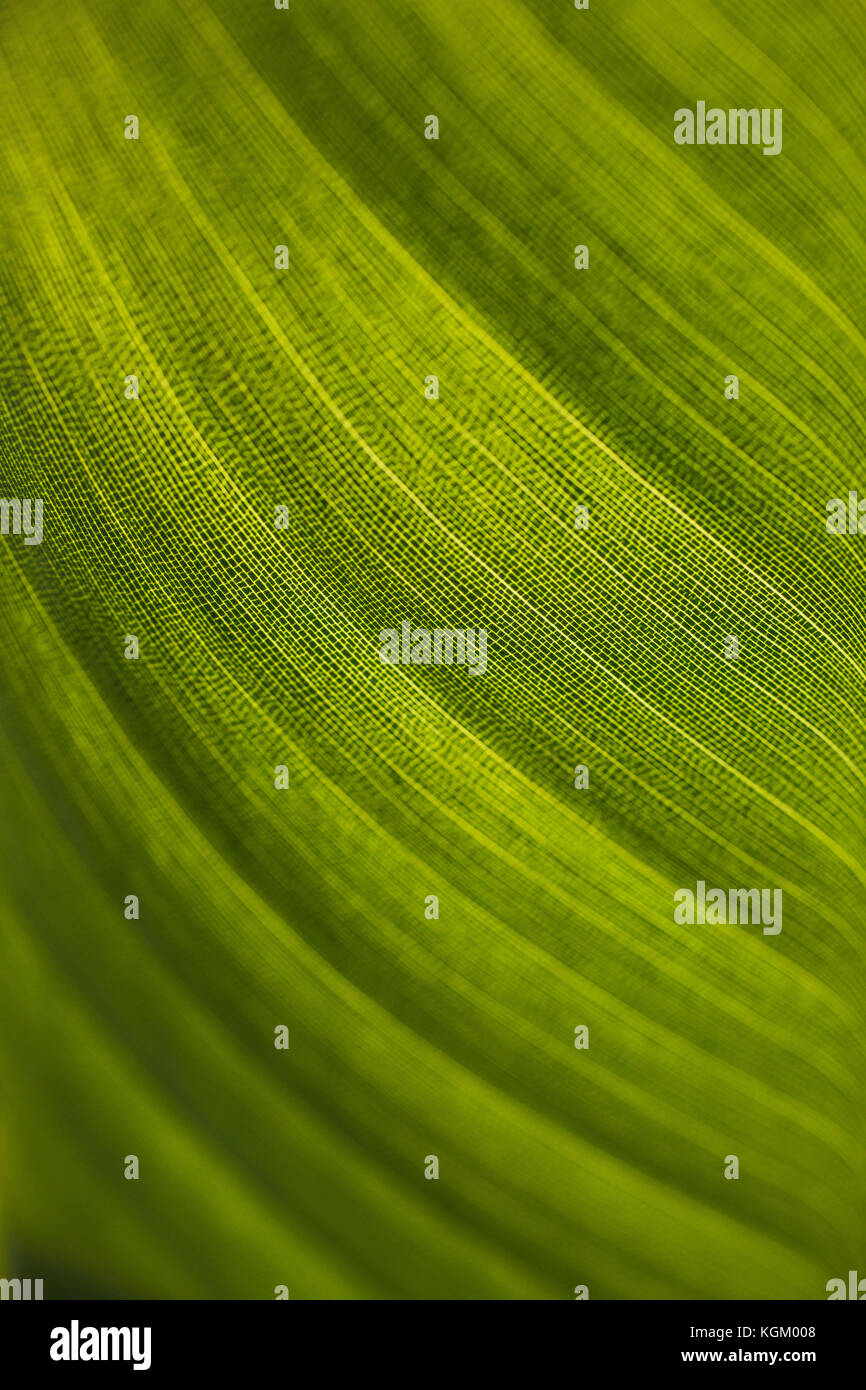 Macro shot of fresh green leaf Stock Photo