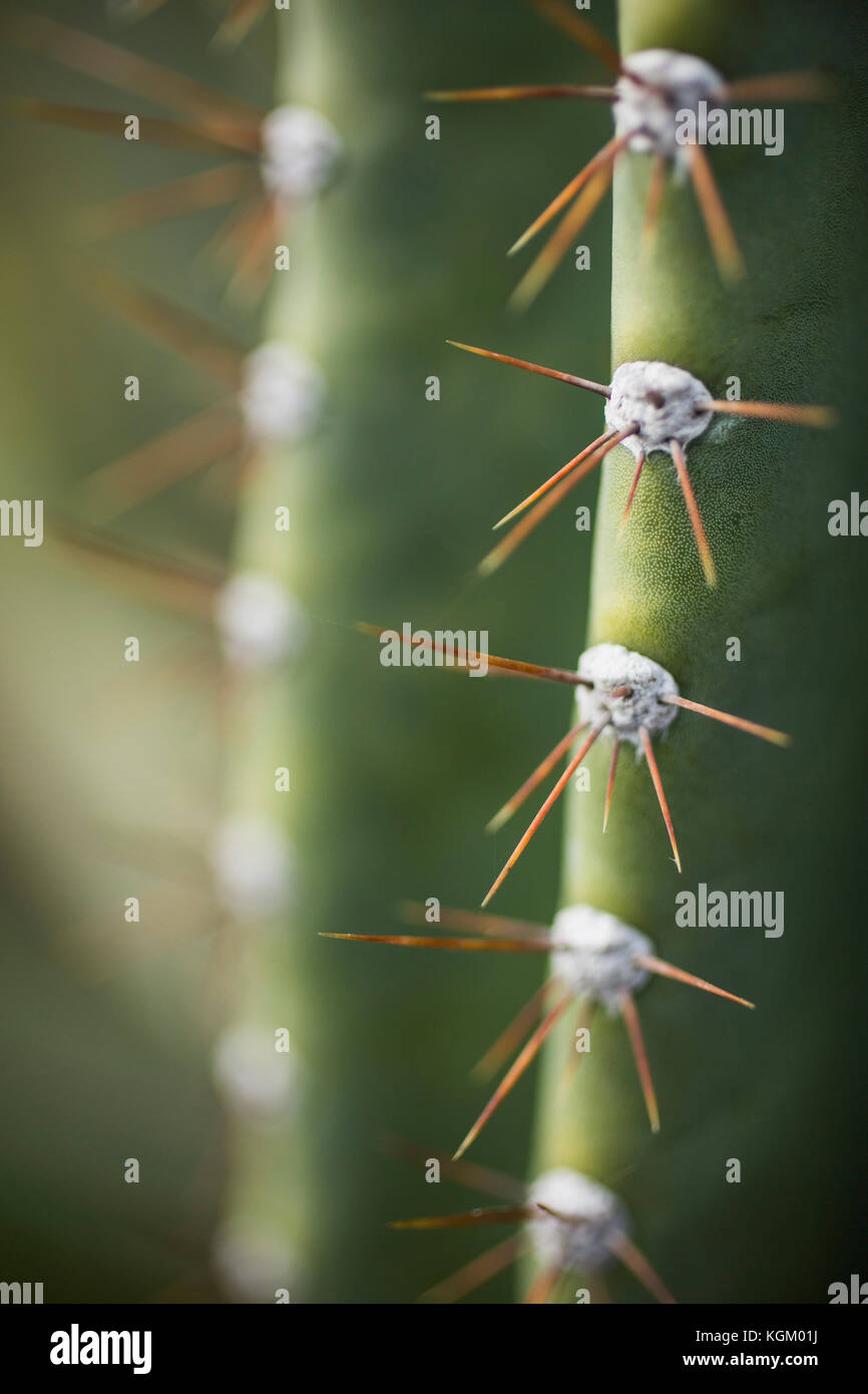 Close-up of spiked cactus plant Stock Photo - Alamy