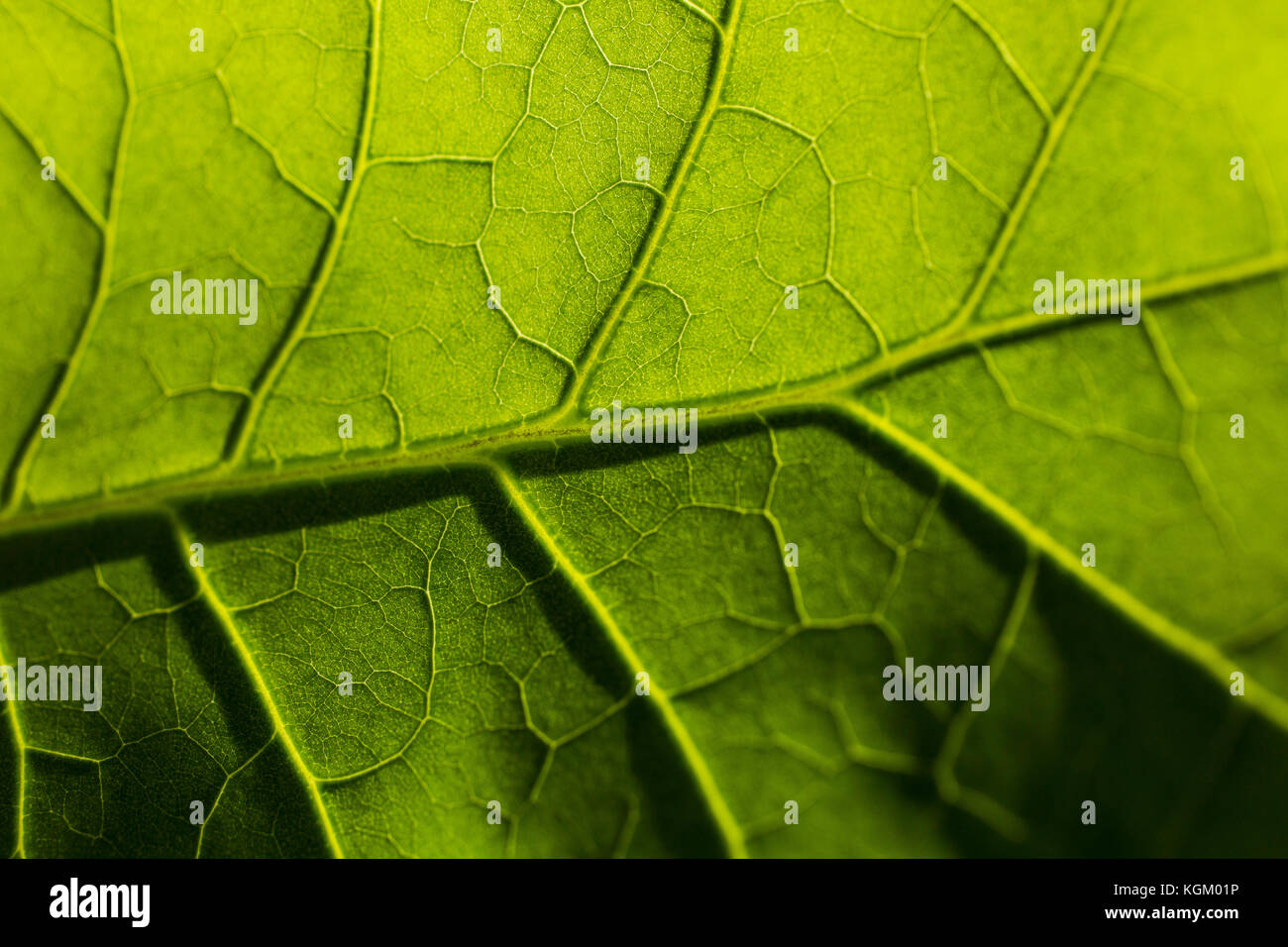 Full frame shot of fresh leaf Stock Photo