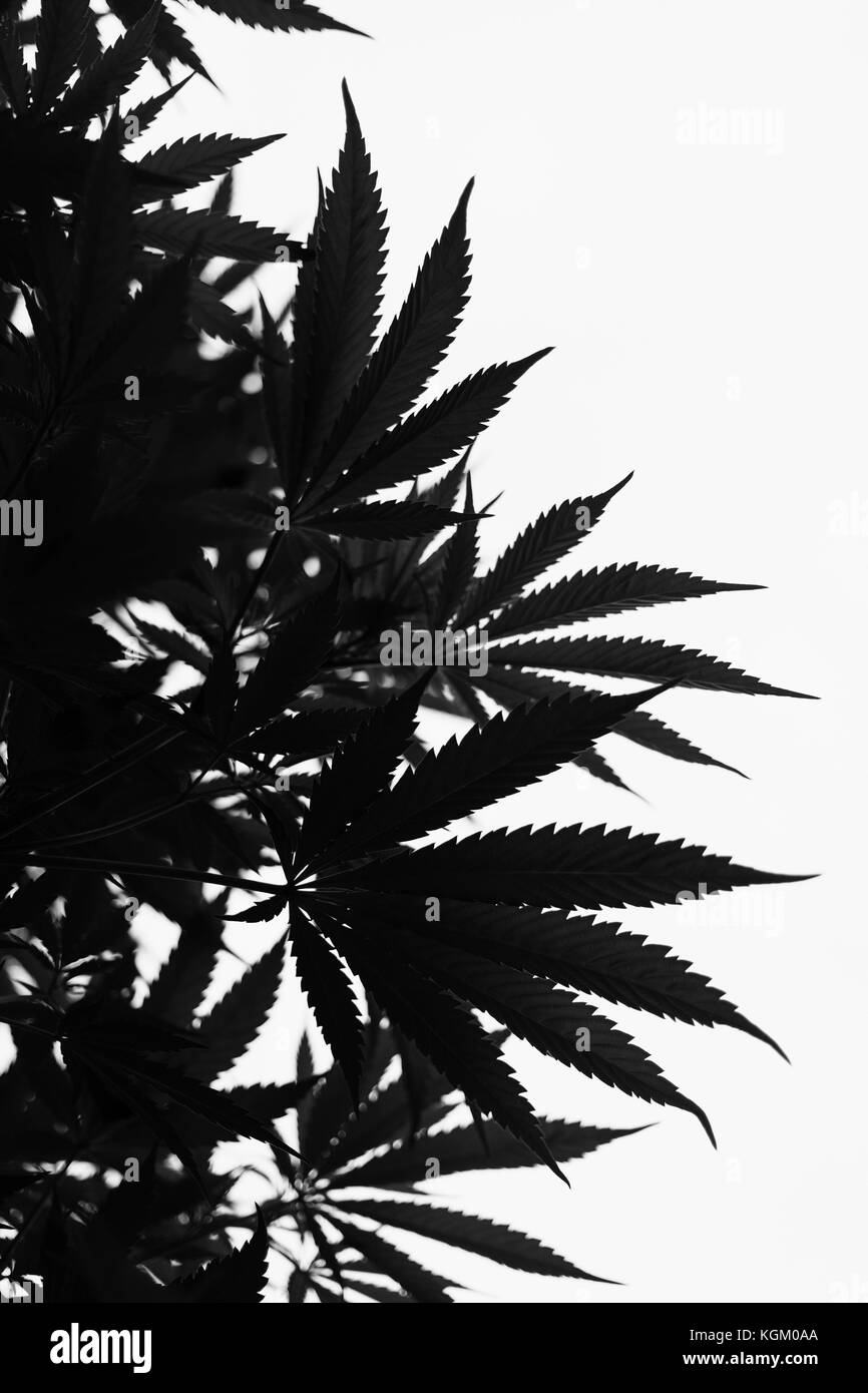 Low angle view of marijuana plant against sky Stock Photo
