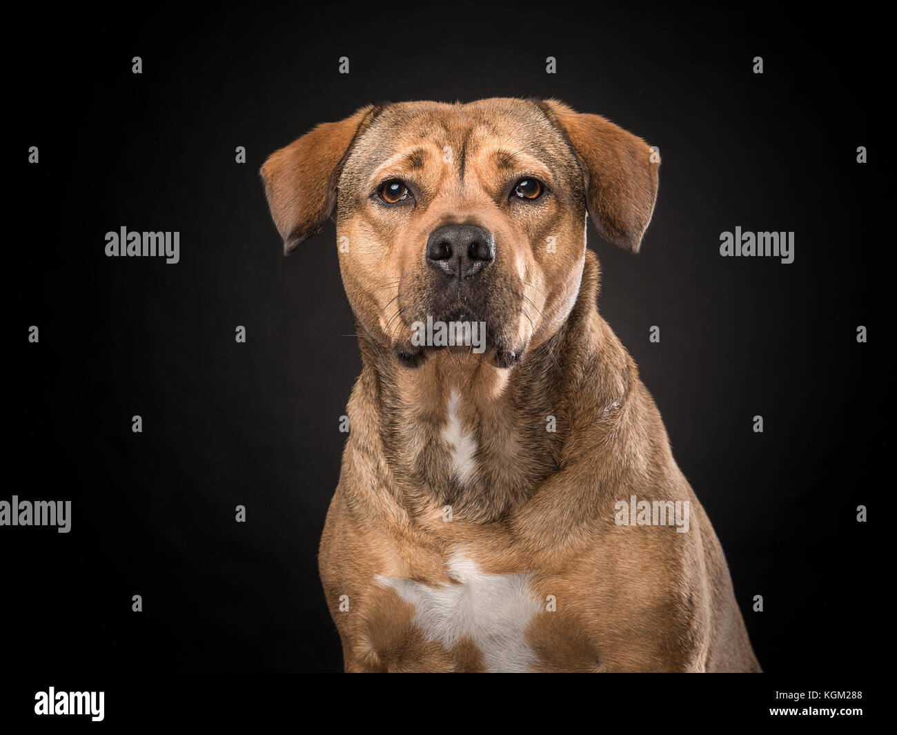 Portrait of a blond labrador rottweiler mix dog on a black Stock Photo - Alamy