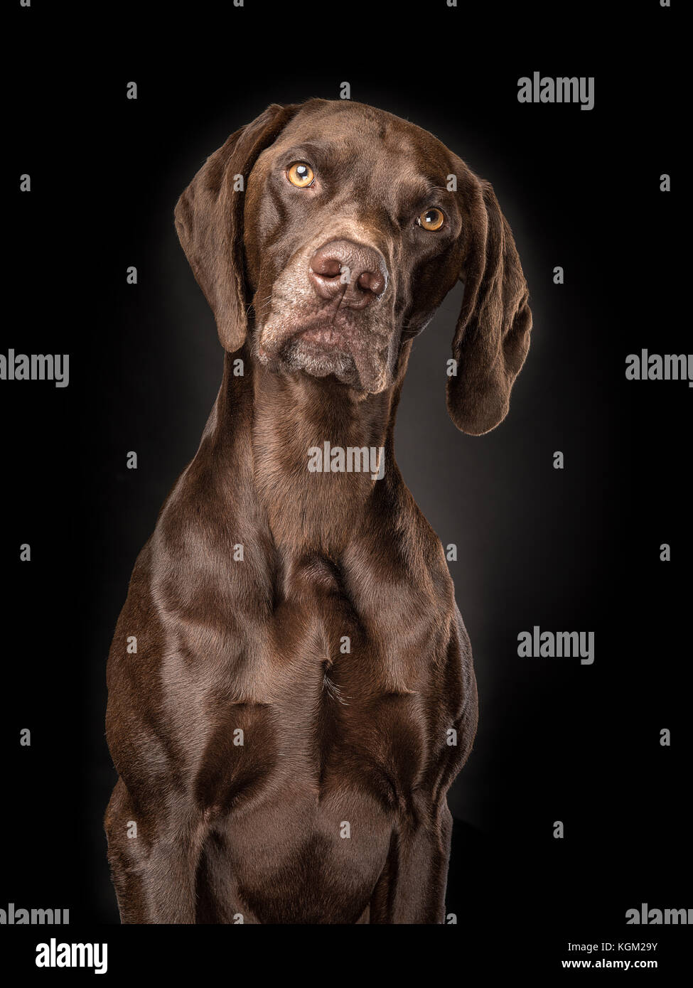 Portrait Of A Brown German Short Hair Pointer On A Black