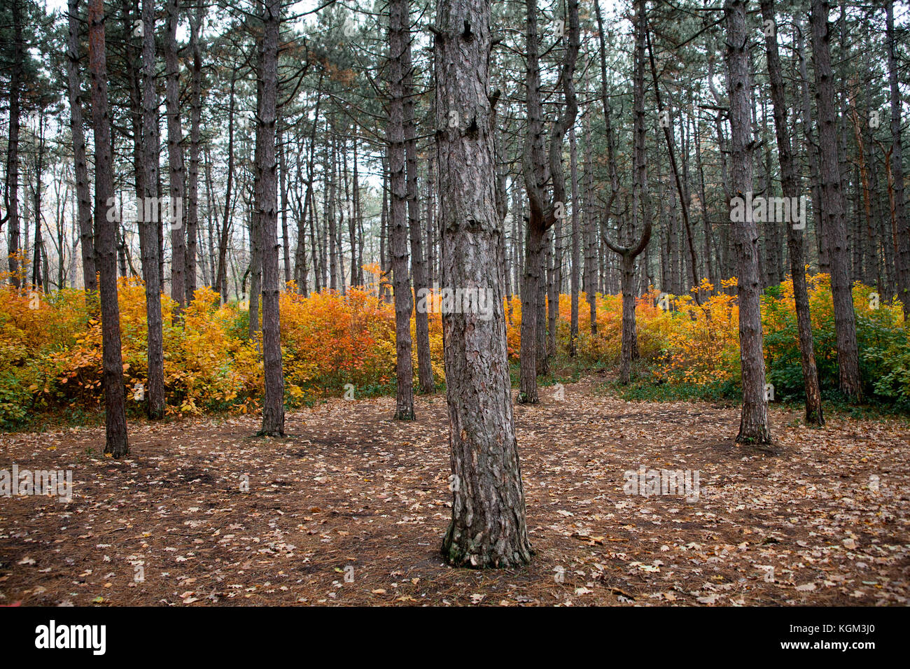 Trees in the forest,at autumn Stock Photo - Alamy