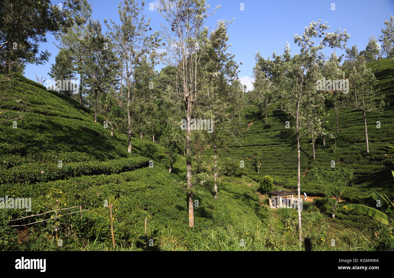 Hill Country Central Province Sri Lanka Tea Plantation Stock Photo Alamy