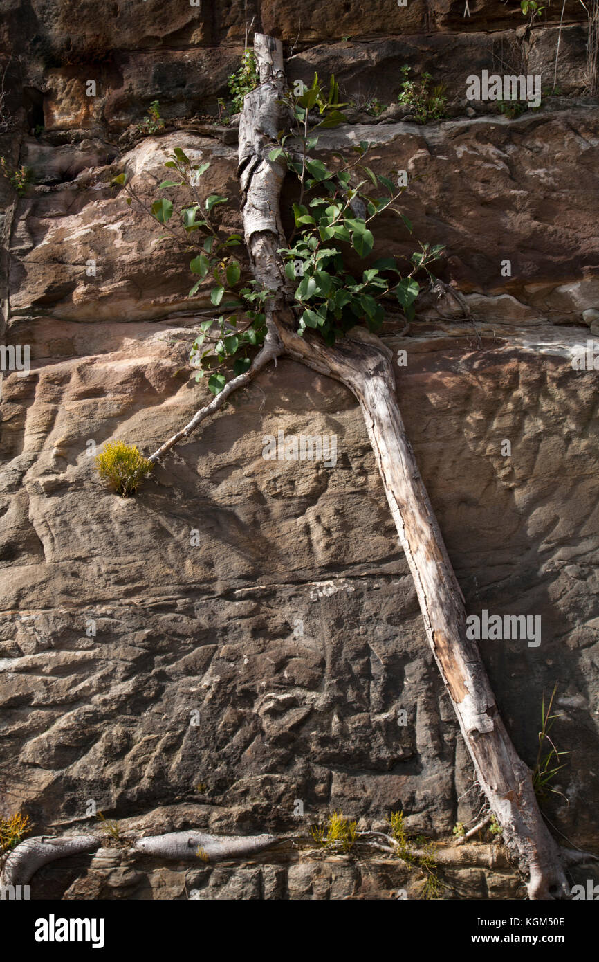 Pyrmont Sandstone High Resolution Stock Photography and Images - Alamy