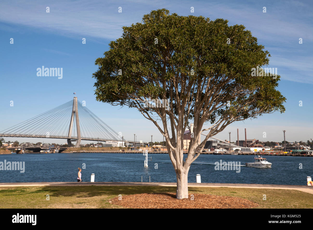 tree pyrmont park pyrmont sydney new south wales australia Stock Photo