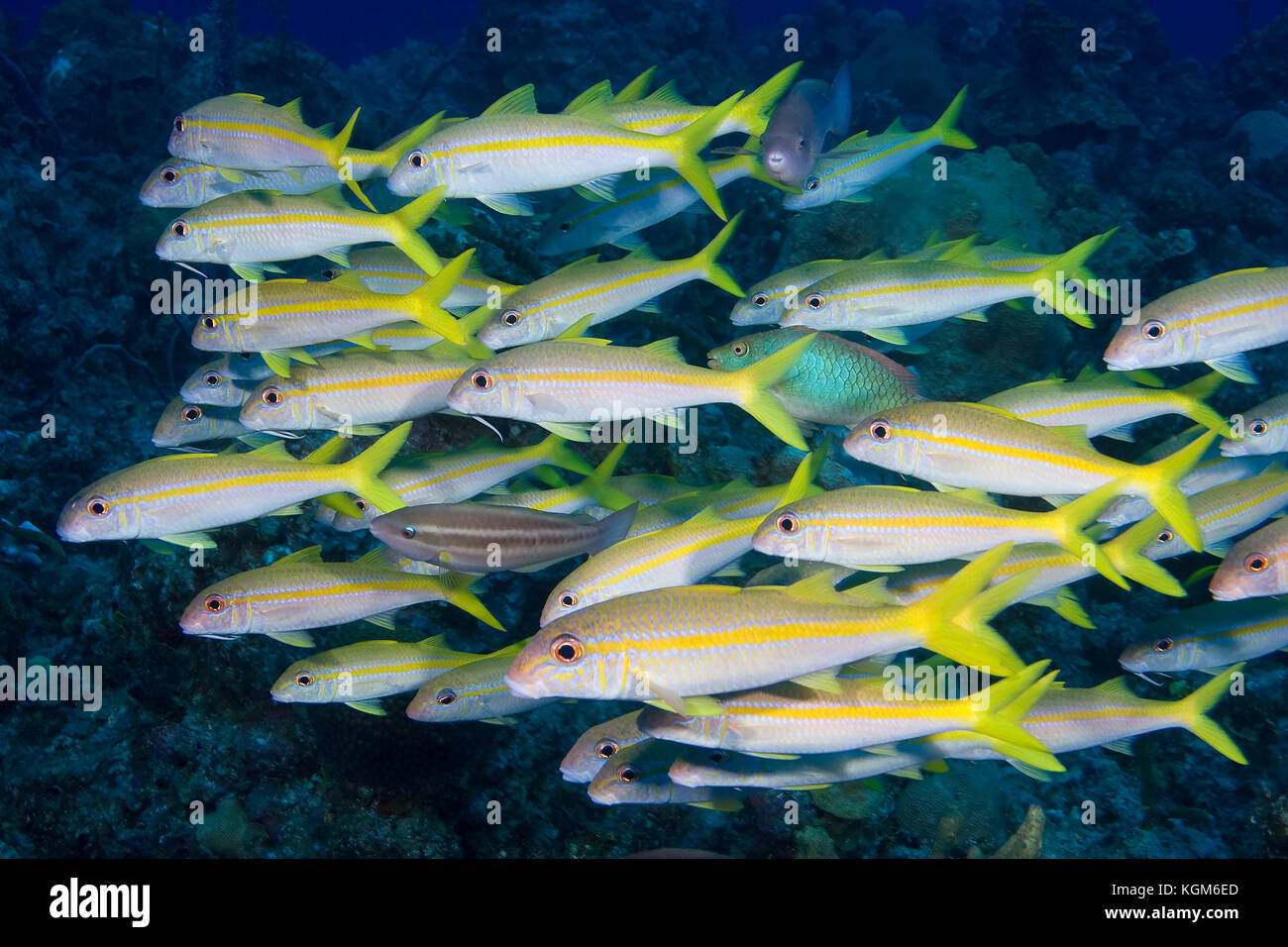 Yellow Goatfish school, Mulloidichthys martinicus Stock Photo