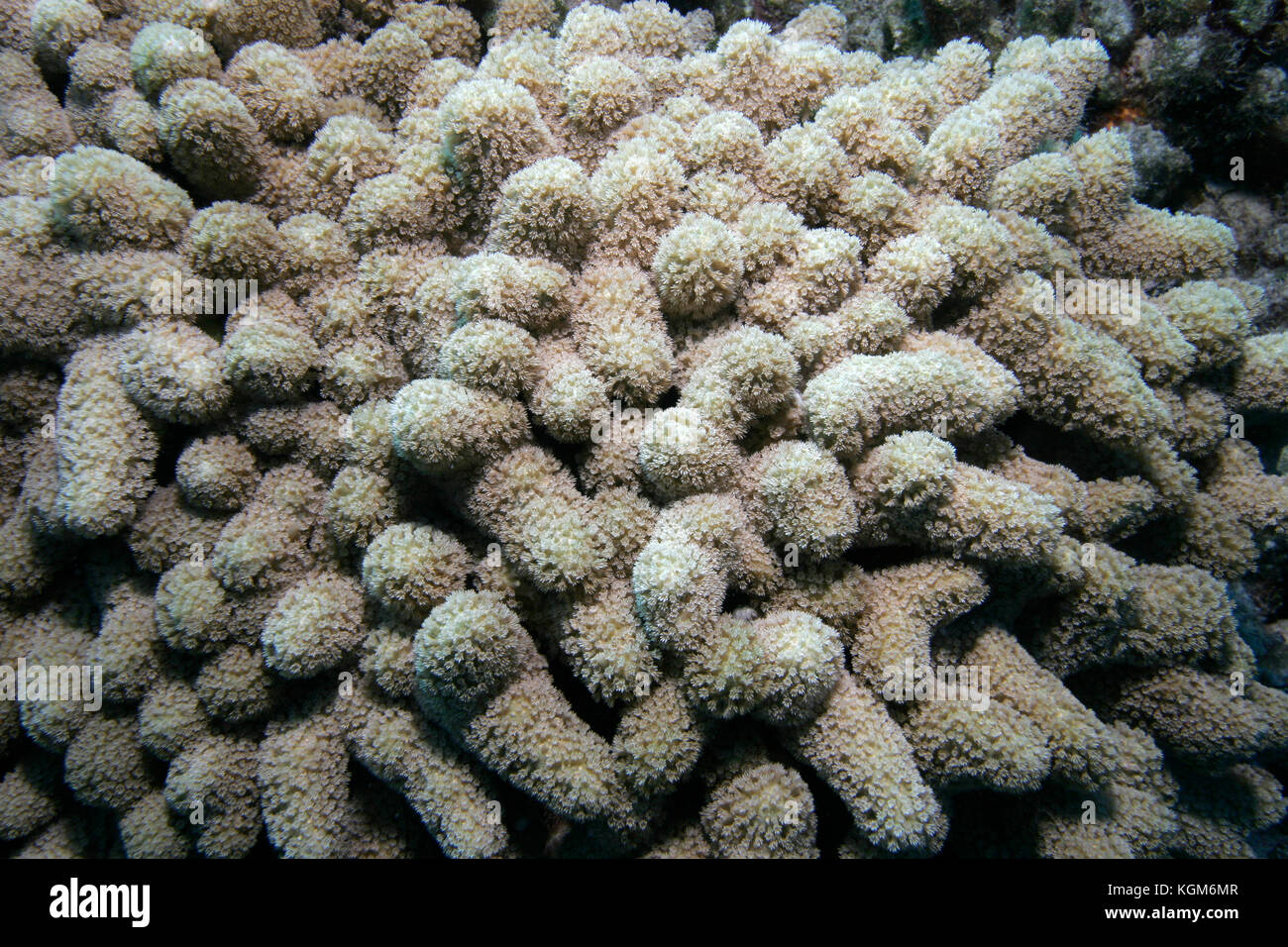 Finger Coral, Porites sp., with polyps extended Stock Photo