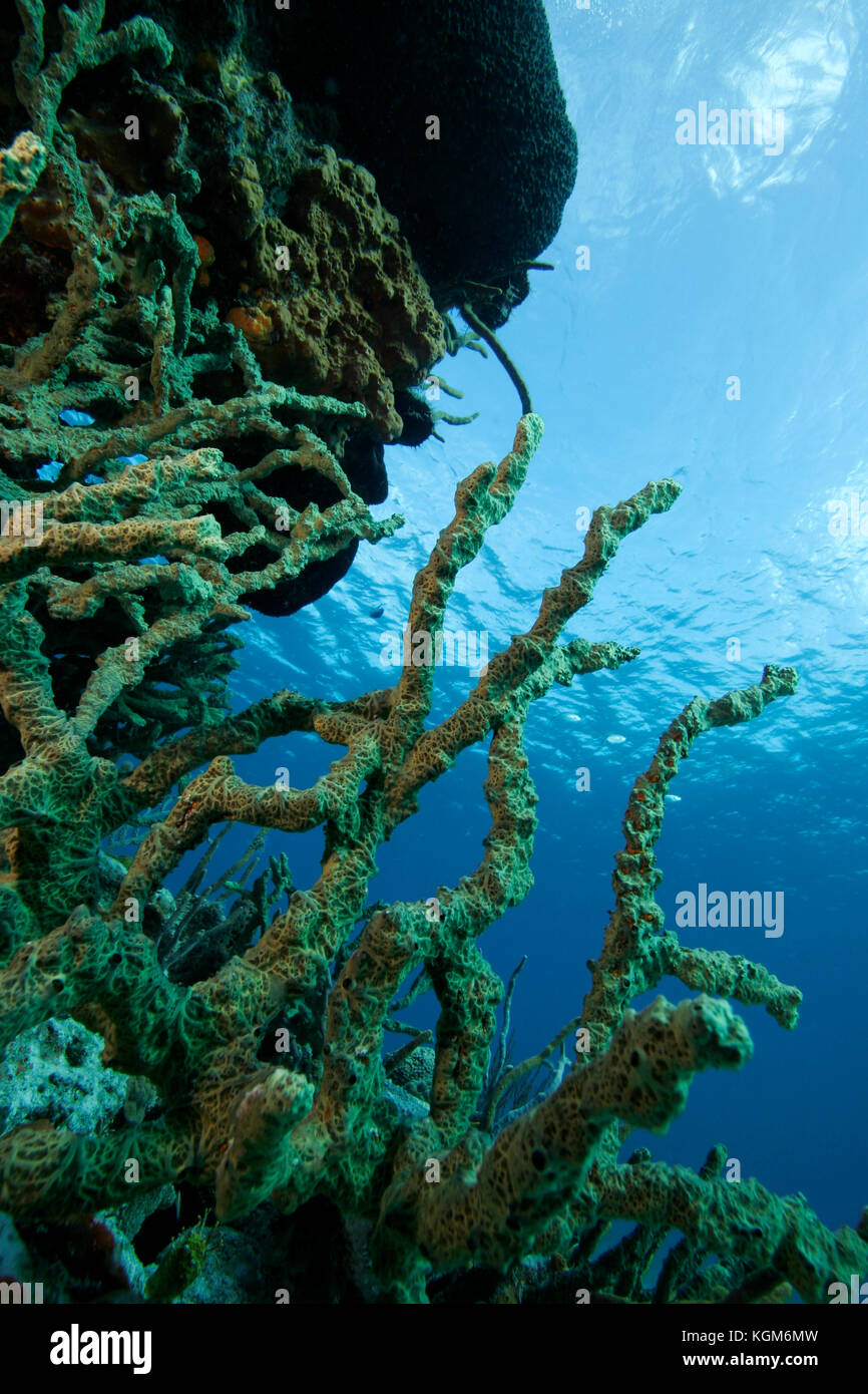 Green Finger Sponge, Iotrochota birotulata Stock Photo Alamy