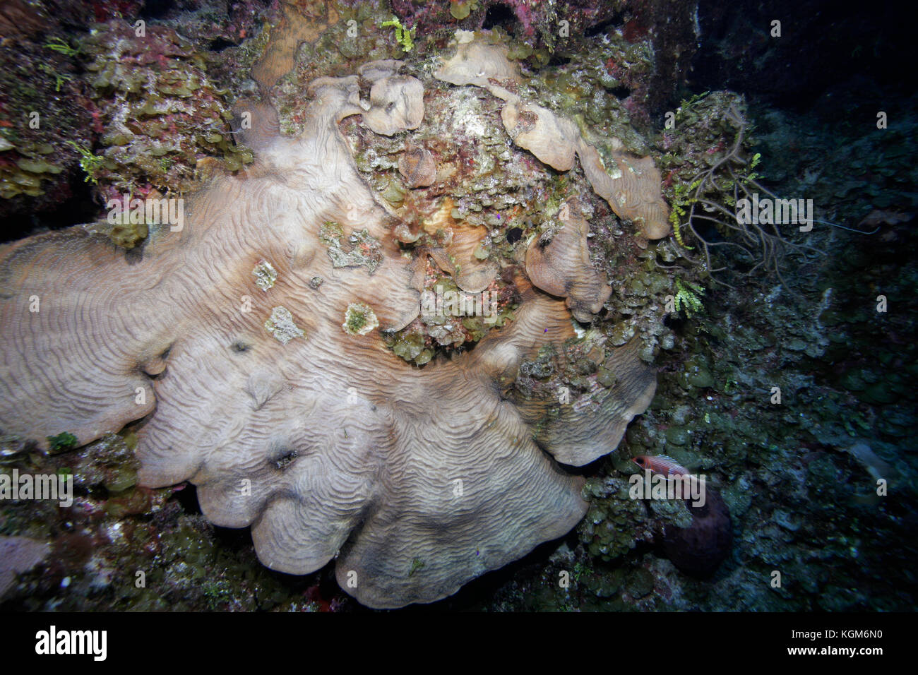 Sheet Coral, Agaricia sp. Stock Photo