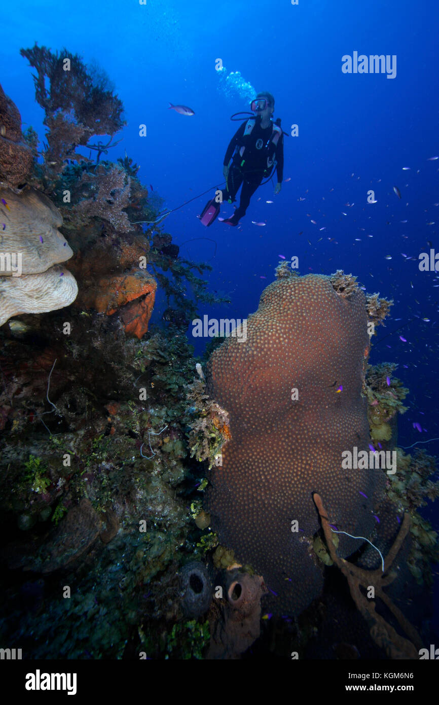 Scuba diver, vertical wall, Exumas, Bahama Islands Stock Photo Alamy