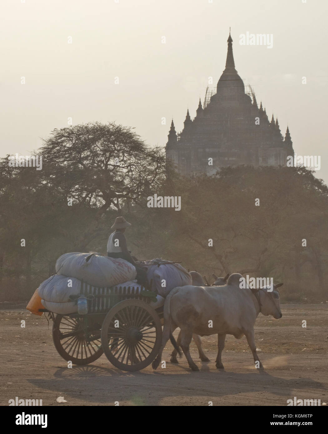 Burmese bullock cart High Resolution Stock Photography and Images Alamy