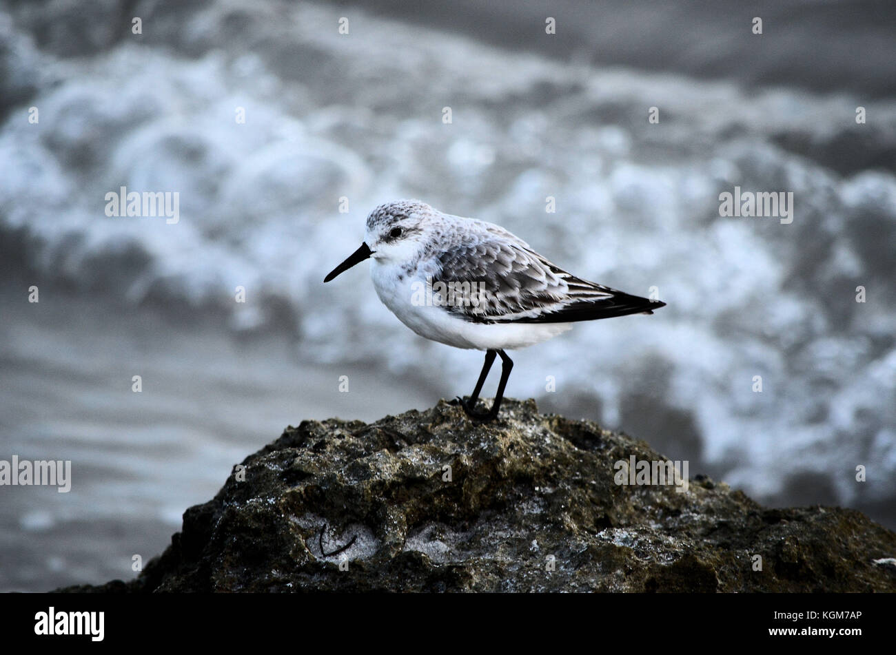 Sandpiper on a rock in the Florida Keys Stock Photo Alamy