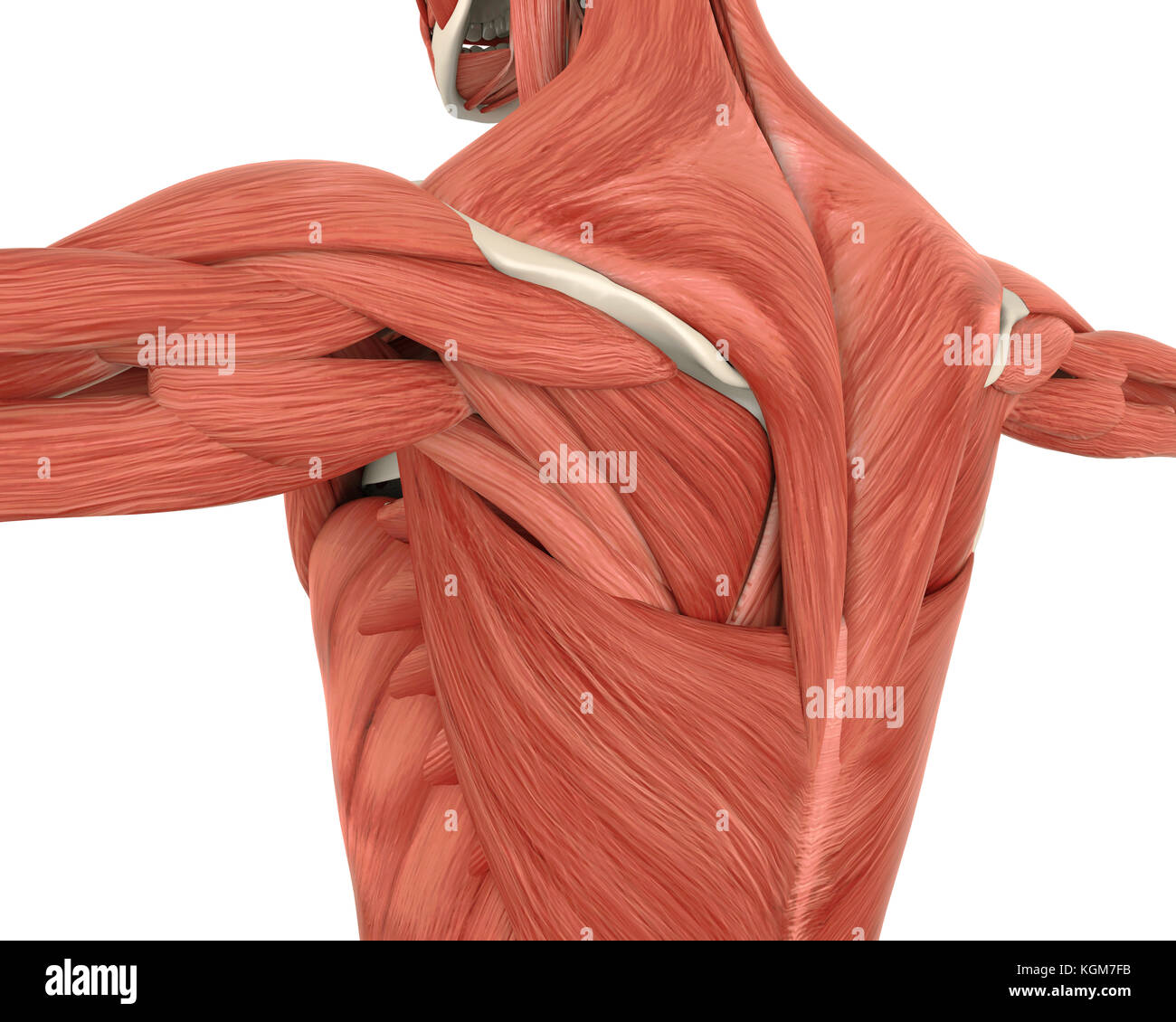 Muscles of the Back Anatomy Stock Photo