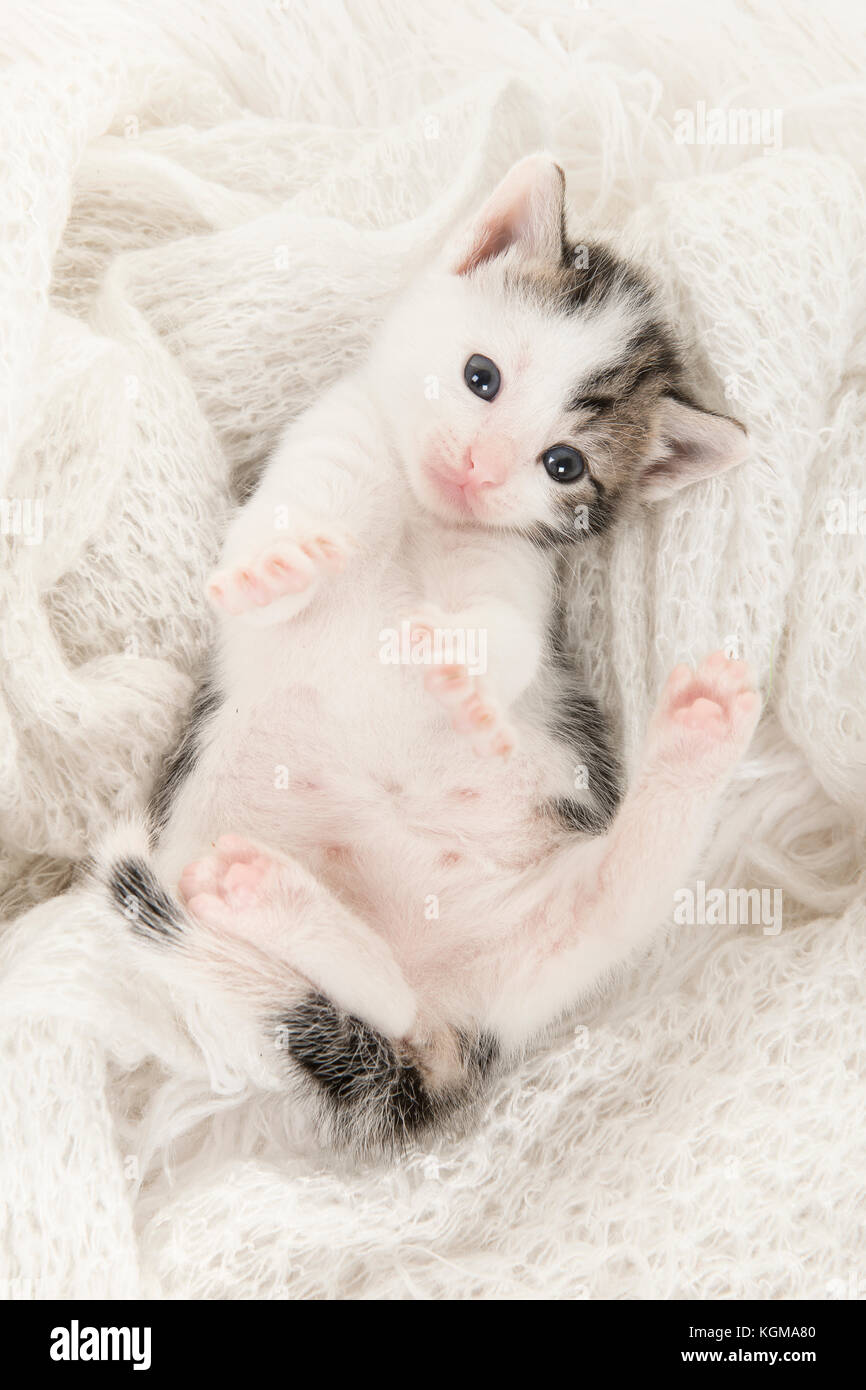 Cute tabby and white baby cat lying on its back playing on a off white woolen background in a vertical image Stock Photo
