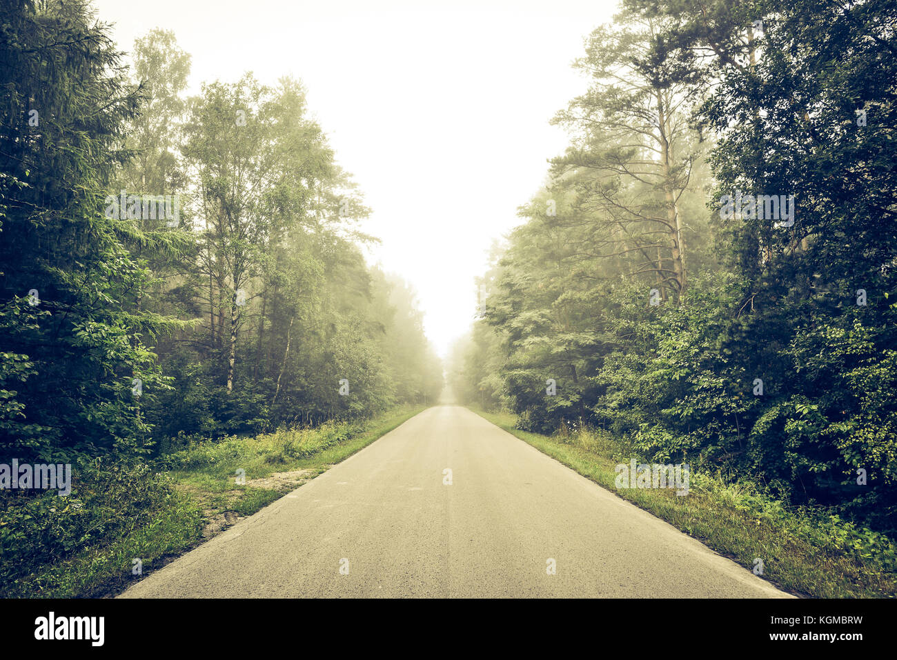 Empty road through a forest in a cloudy summer day Stock Photo - Alamy