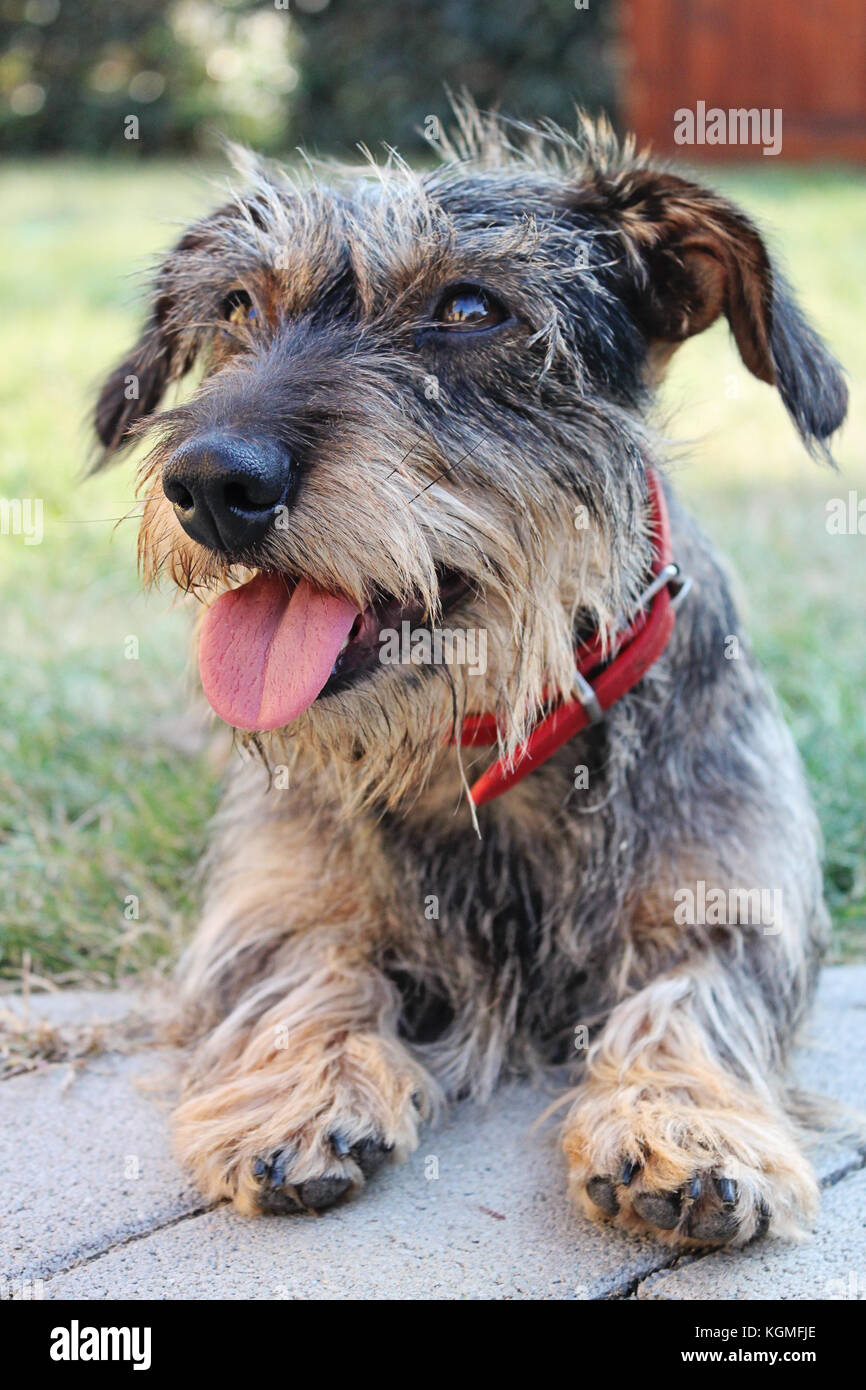 wire haired dog breeds small