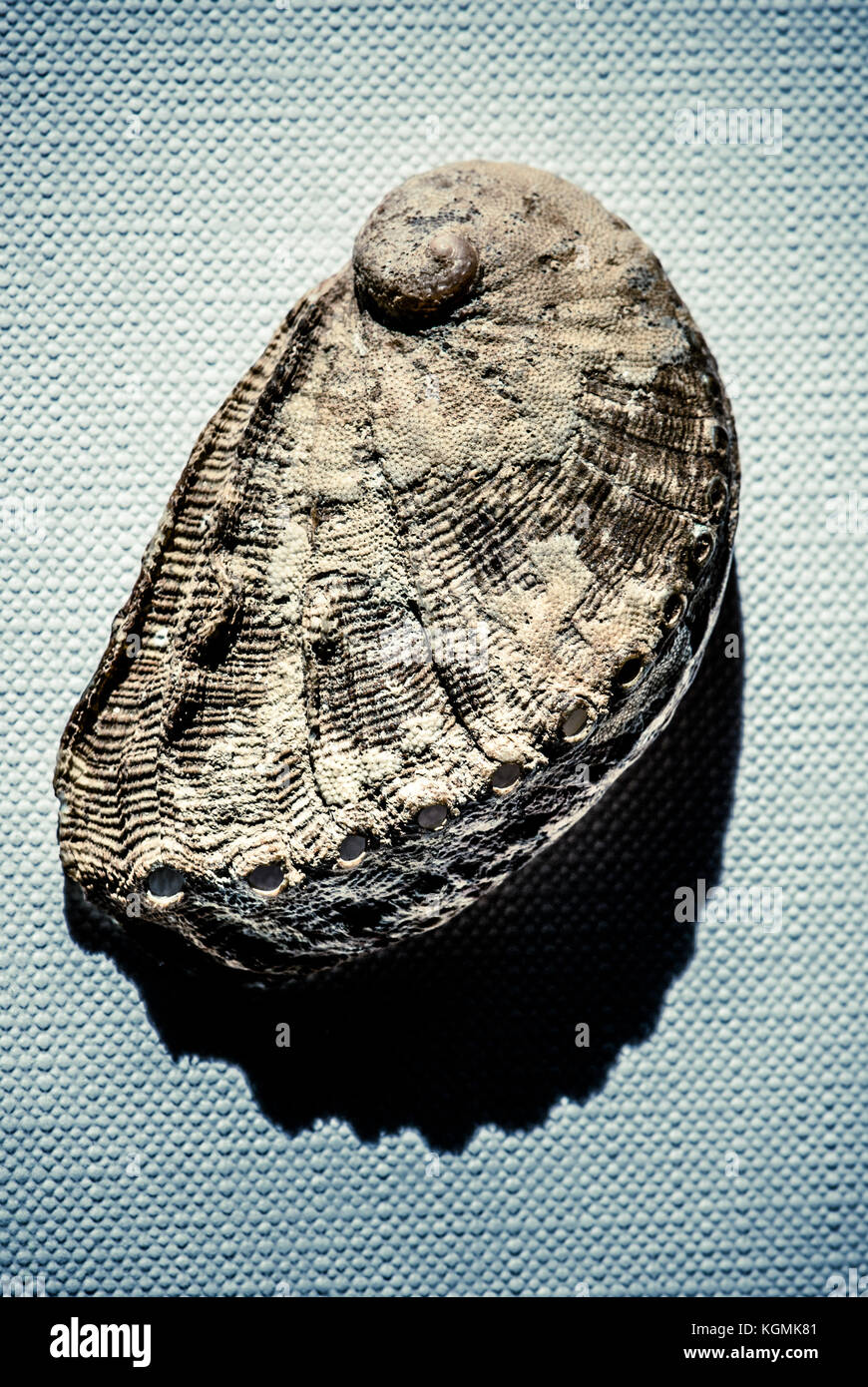 shell over canvas - still life wallpaper Stock Photo - Alamy