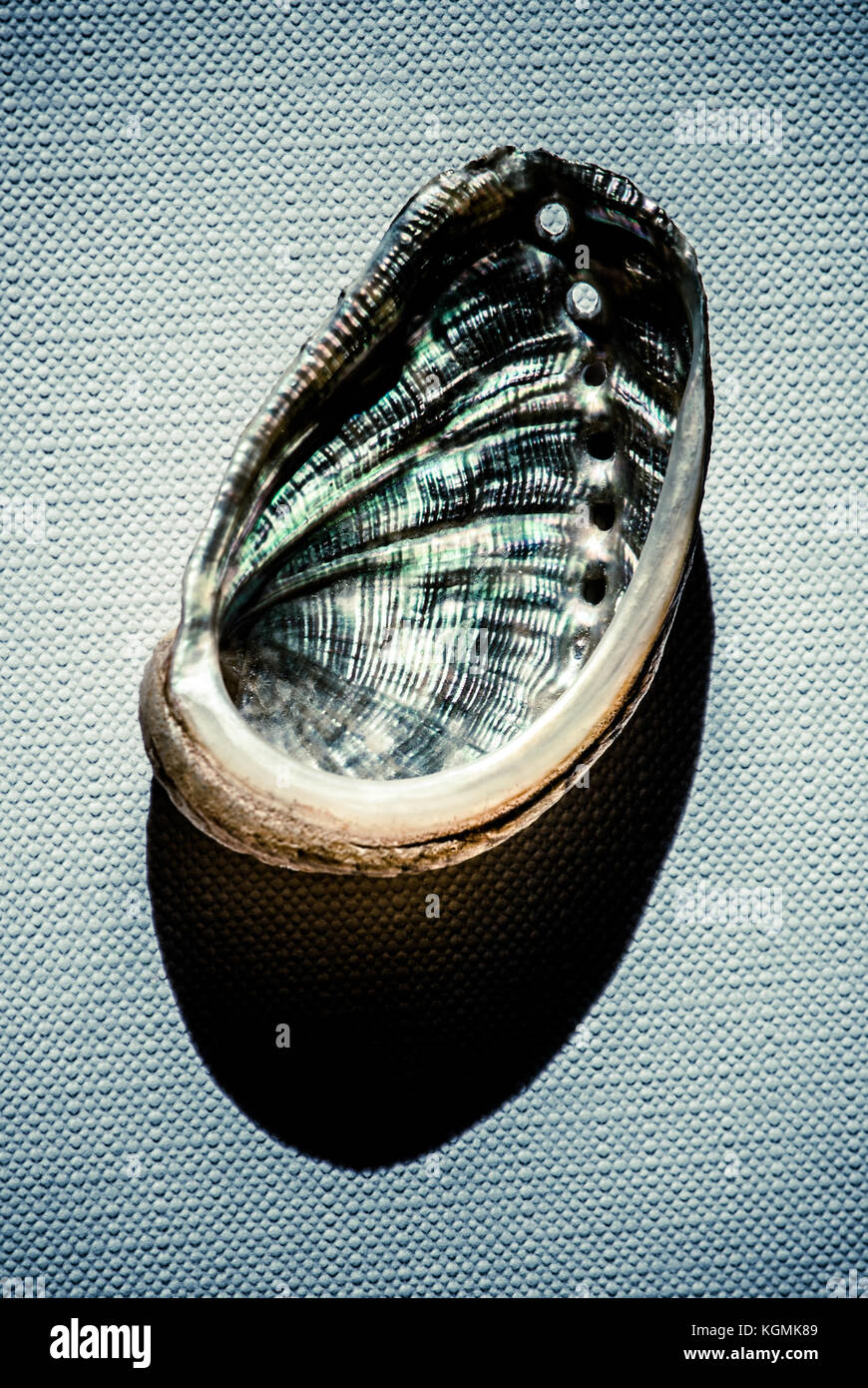 shell over canvas - still life wallpaper Stock Photo - Alamy