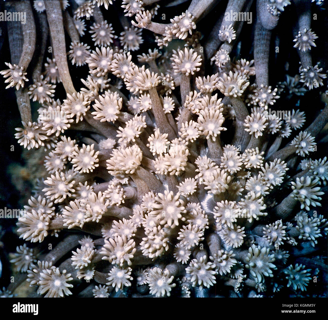 I saw this soft coral colony, of the genus Xenia, in the Egyptian Red Sea; each many tentacled polyp feeding at the end of a smooth unbranched stalk. Stock Photo