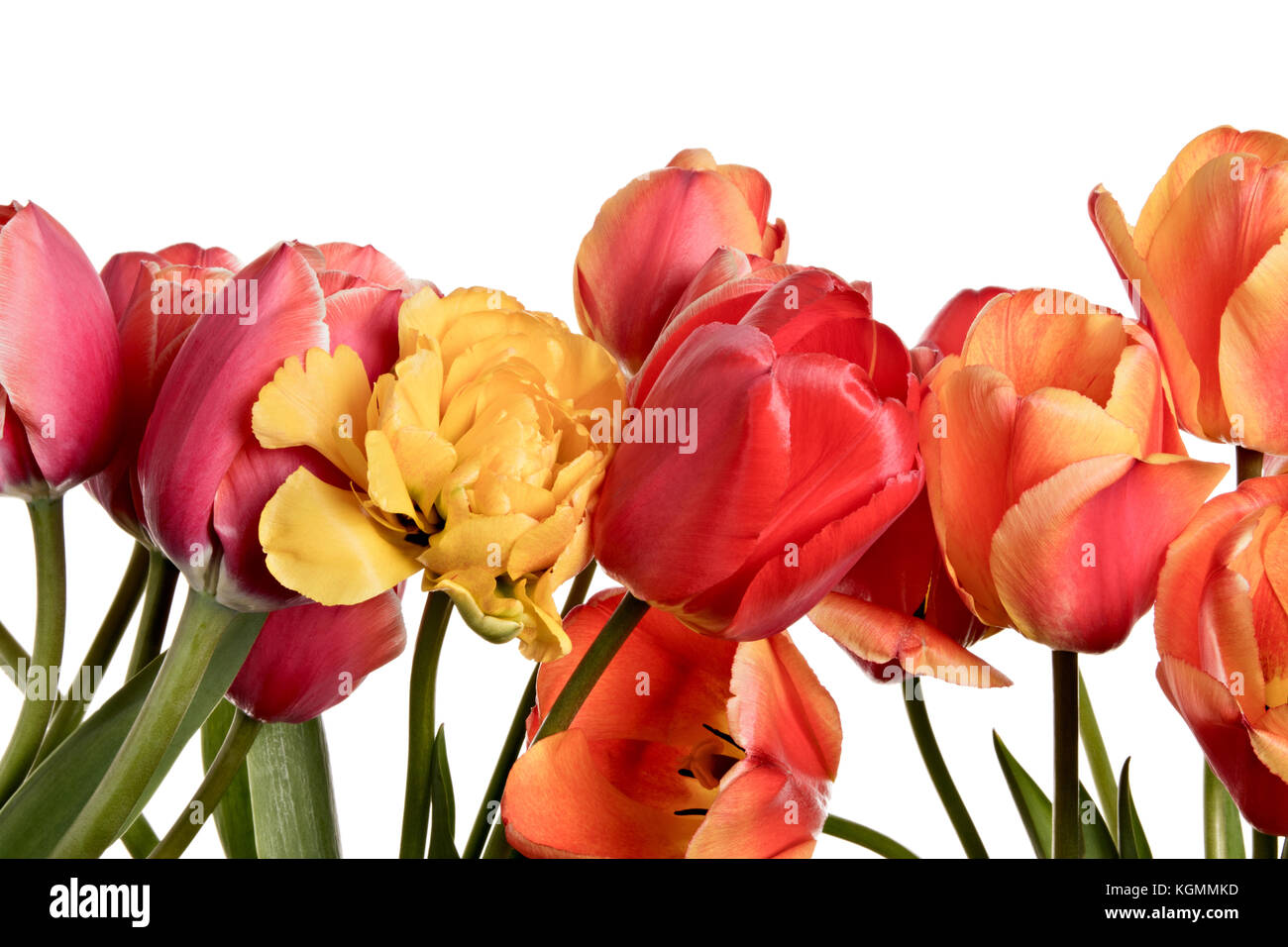 Tulips, flowers isolated on a white background Stock Photo - Alamy