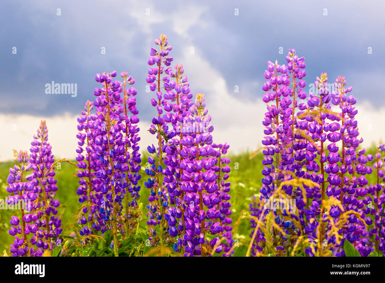 Summer green field with lupine flowers Stock Photo Alamy