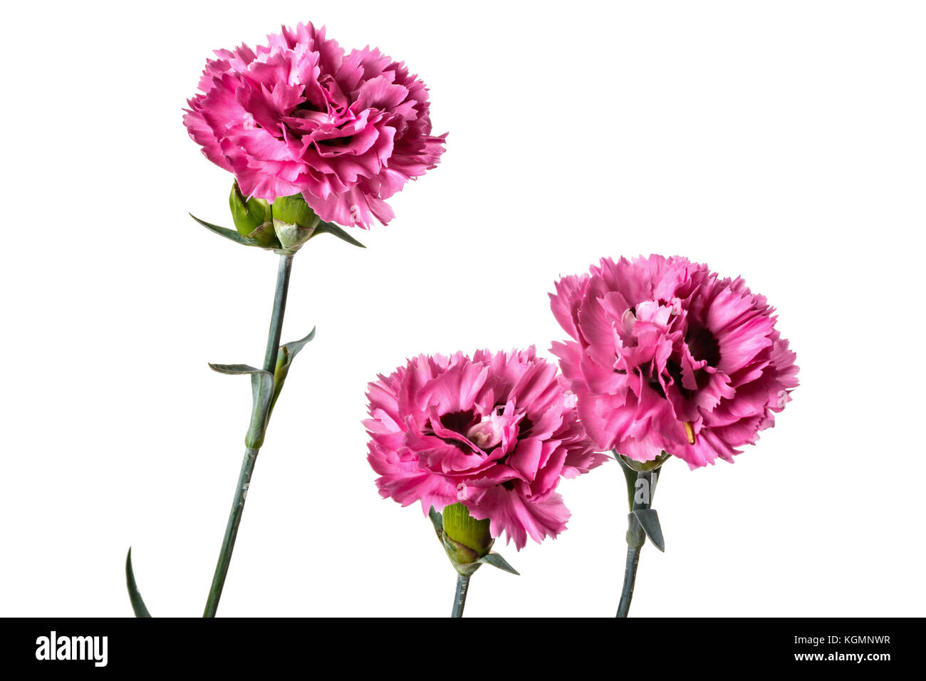 Bouquet of Carnation flowers isolated on a white background Stock Photo ...