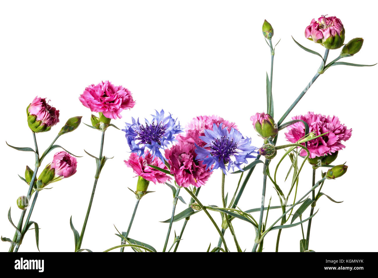 Bouquet of garden flowers isolated on a white background Stock Photo ...
