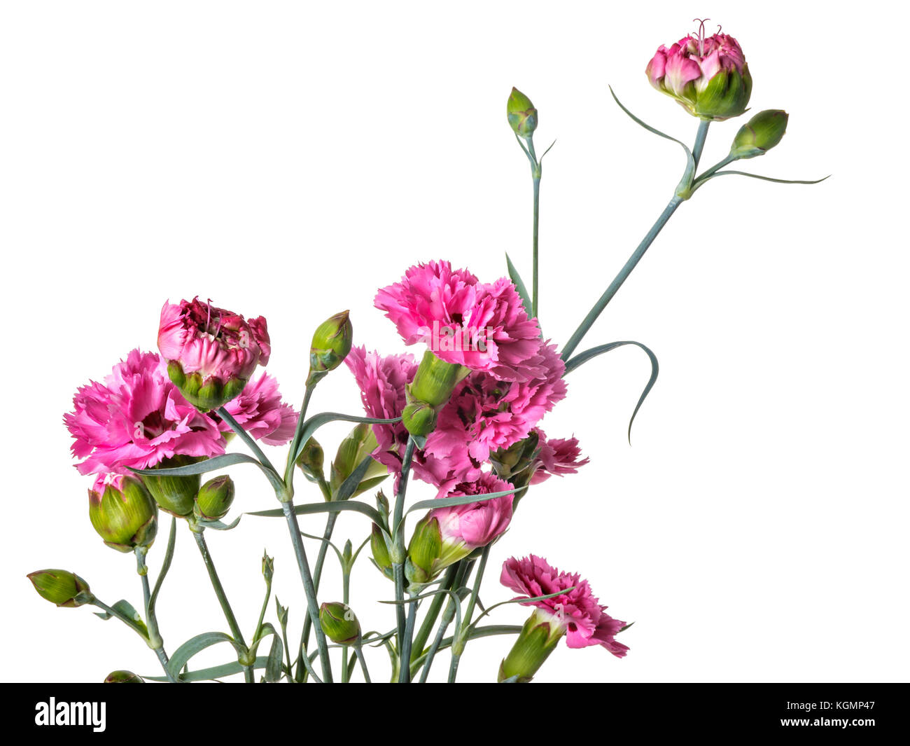 Bouquet of Carnation flowers isolated on a white background Stock Photo ...