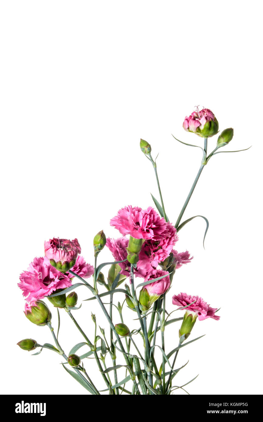 Bouquet of Carnation flowers isolated on a white background Stock Photo ...