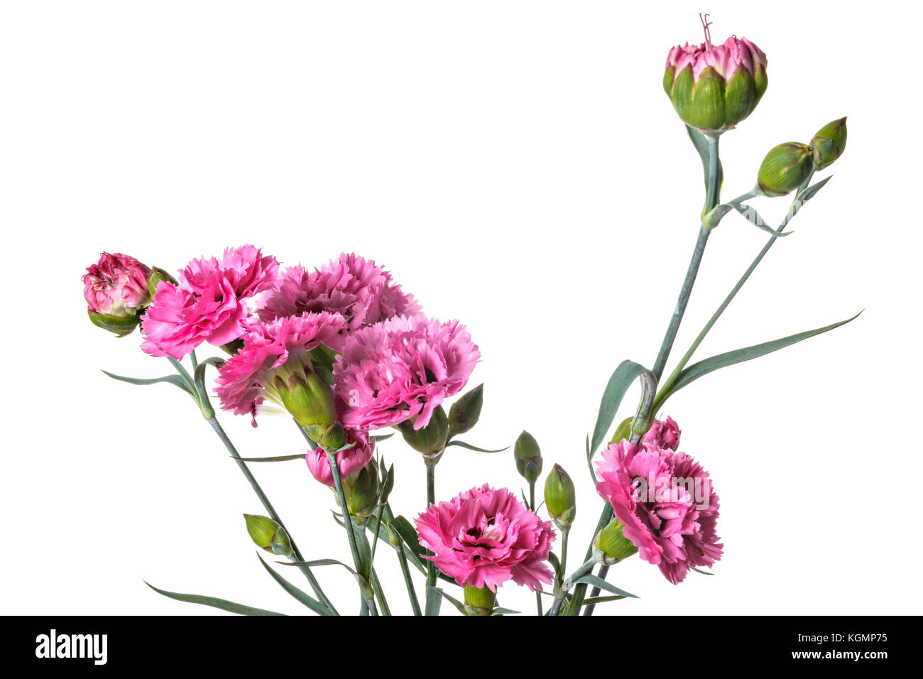 Bouquet of Carnation flowers isolated on a white background Stock Photo ...
