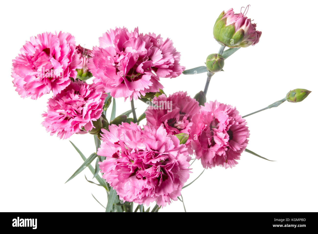 Bouquet of Carnation flowers isolated on a white background Stock Photo ...