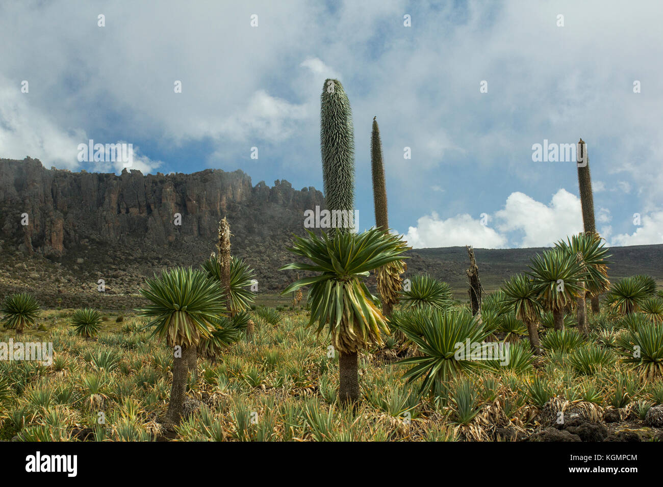 Giant Lobelia (Lobelia rhynchopetalum) is an impressive plant growing up to 6  m. It is endemic to Ethiopian highlands. Stock Photo