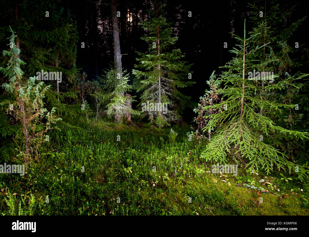 Fir trees in  pinewood at summer night Stock Photo