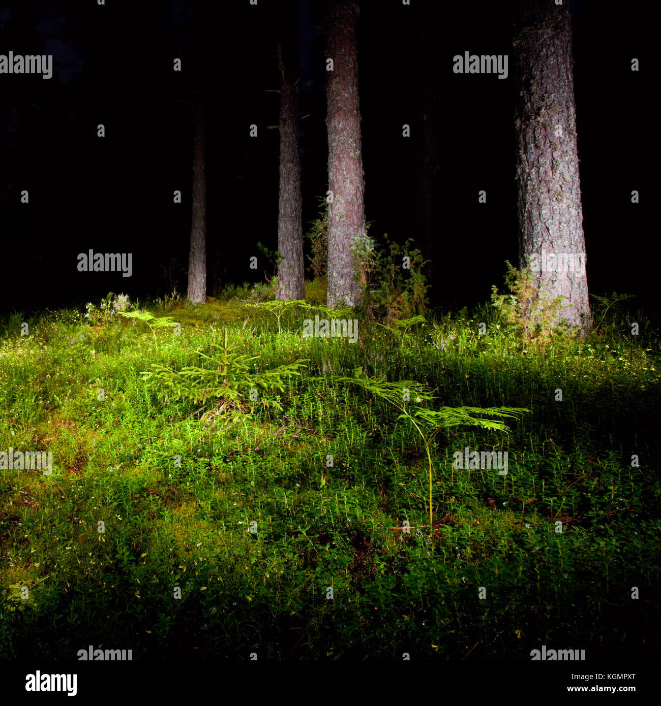Mossy meadow with fern at night pinewood Stock Photo