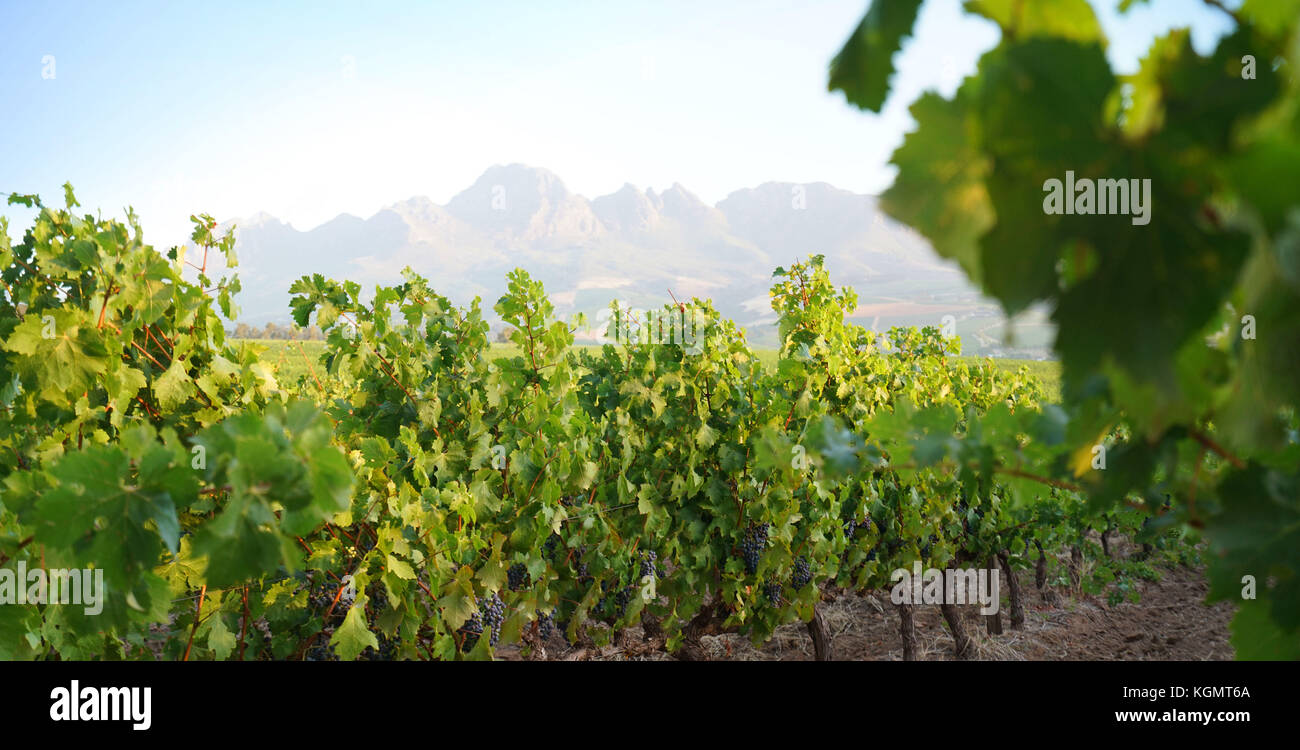 Stellenbosch vineyards, South Africa Stock Photo