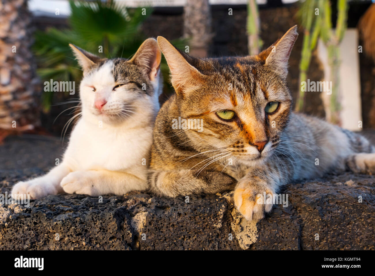 Cats sunbathing hi-res stock photography and images - Alamy