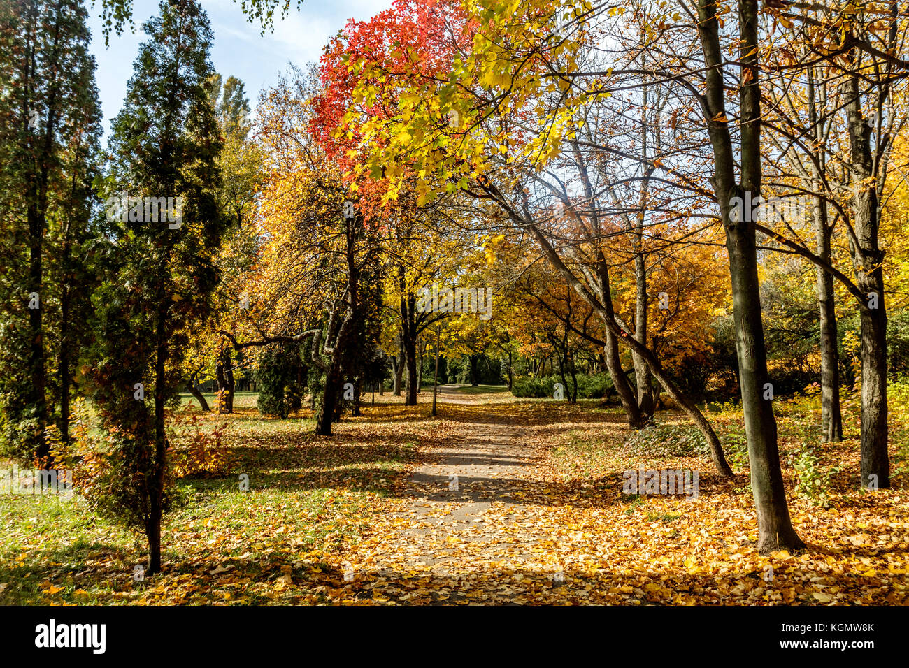 Sunny autumn alley in the city park Stock Photo - Alamy