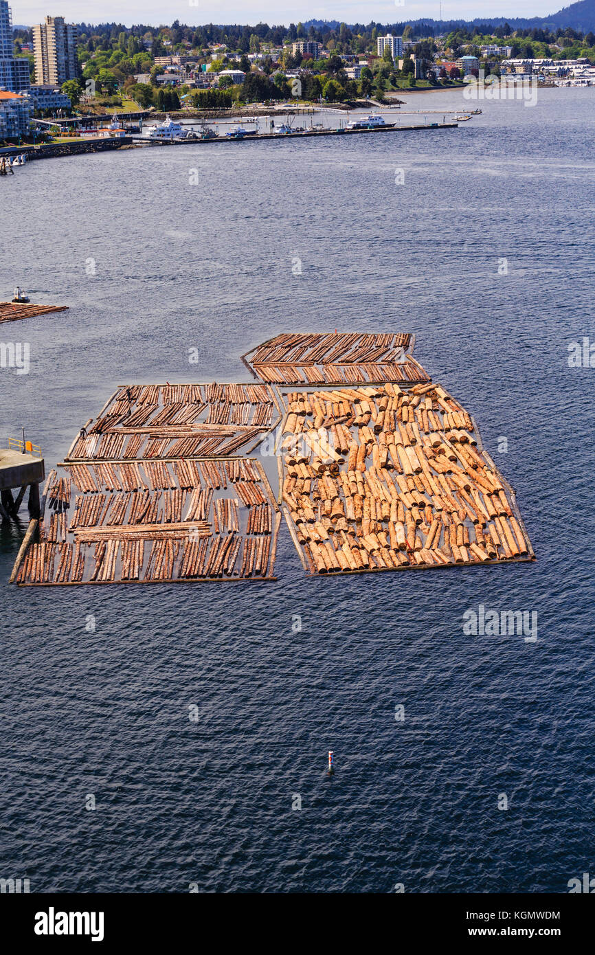 Many Logs Floating in Harbor Stock Photo