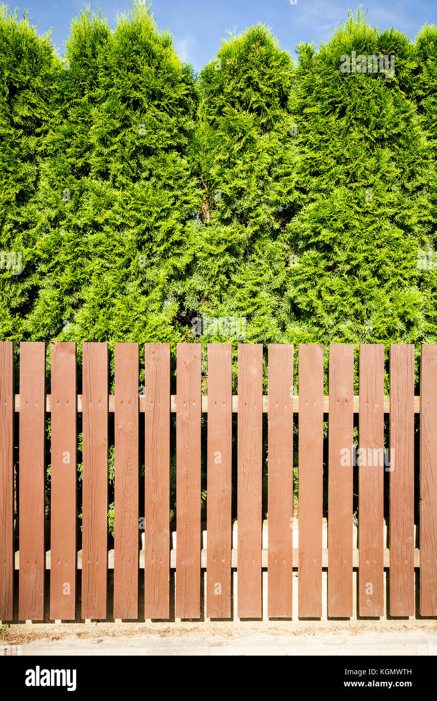 Brown wooden fence and thujas hedge background Stock Photo