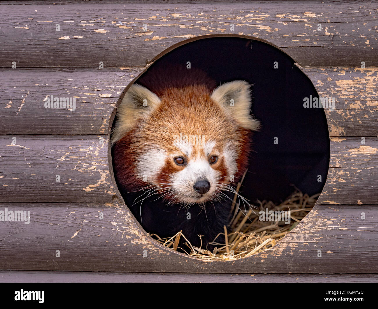 Zoo wildlife Stock Photo Alamy