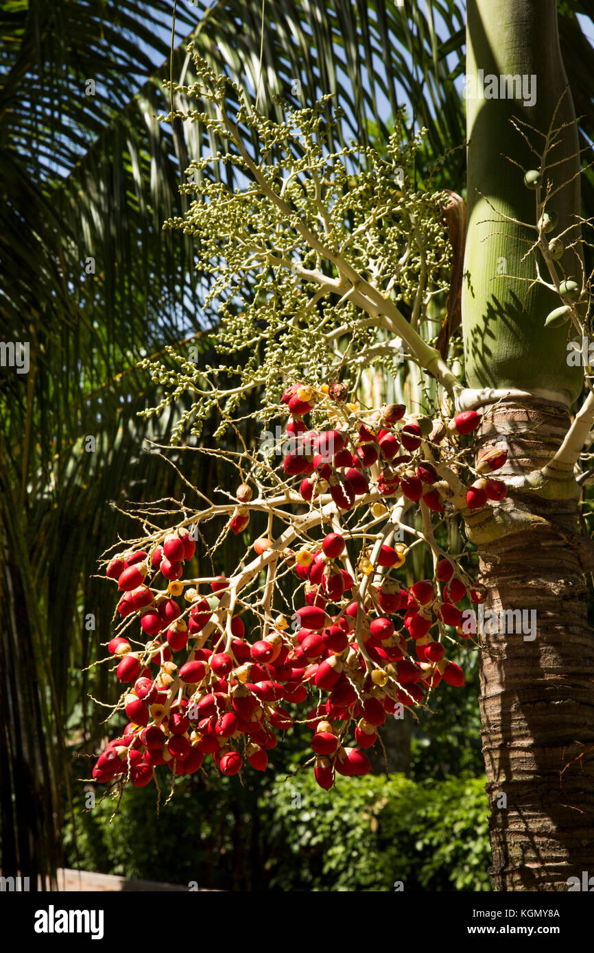 The Seychelles, La Digue, Grand Anse, red fruit on African oil palm tree, Elaeis guineensis Stock Photo