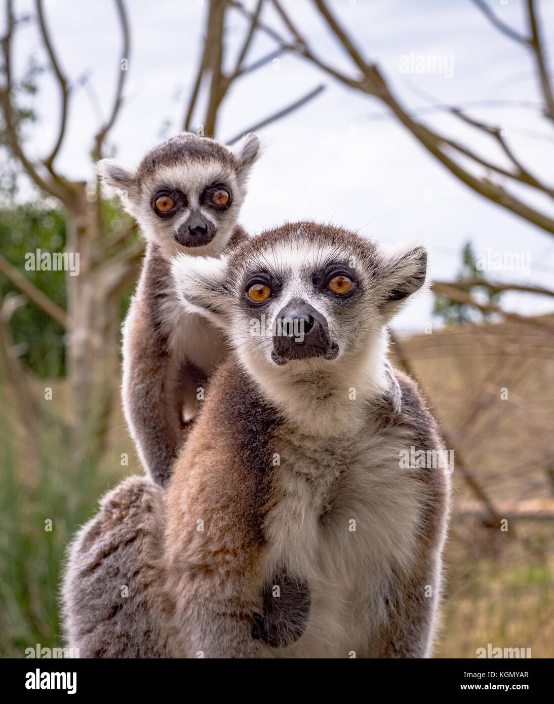 Zoo wildlife Stock Photo Alamy