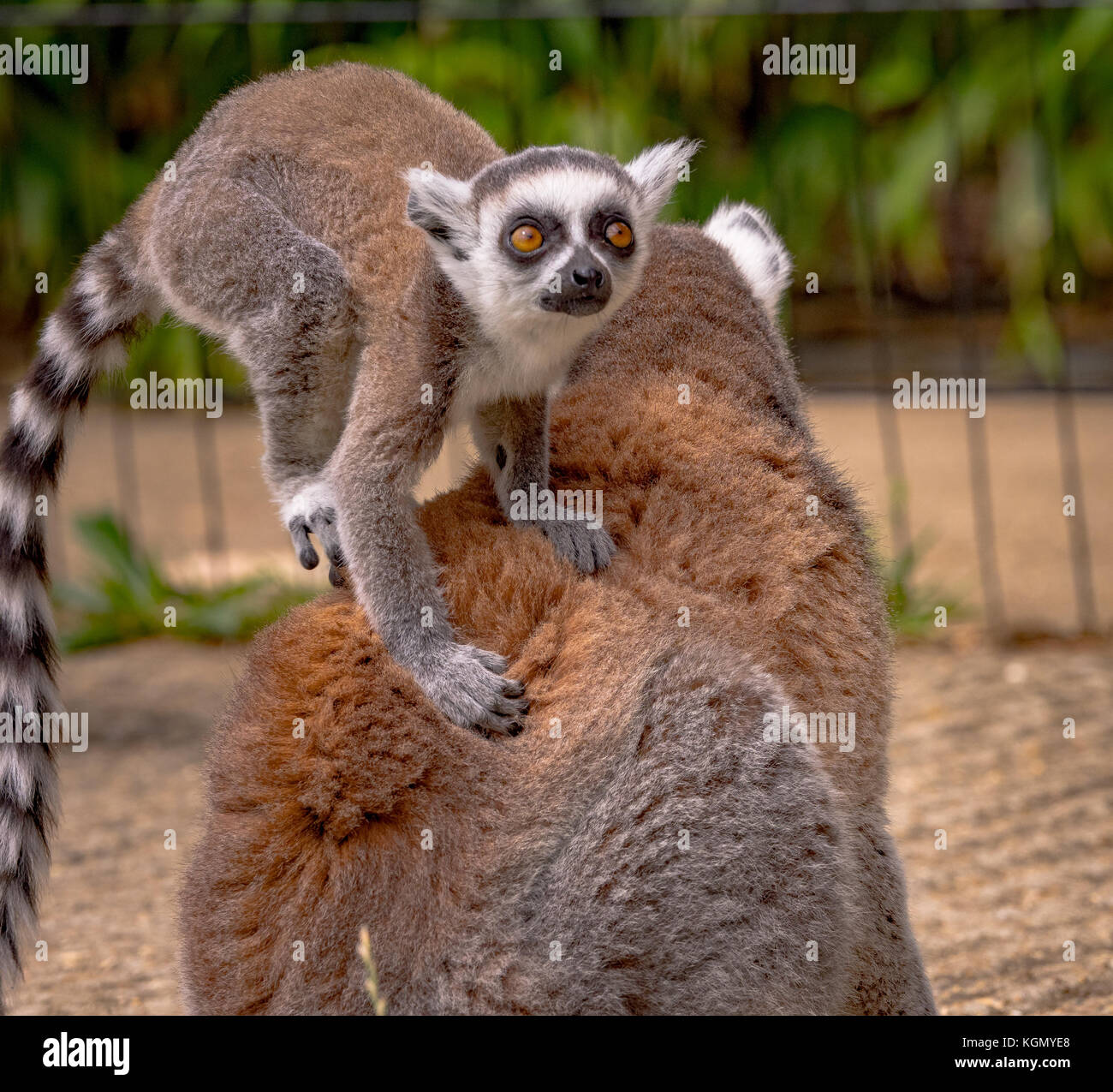 Zoo wildlife Stock Photo Alamy