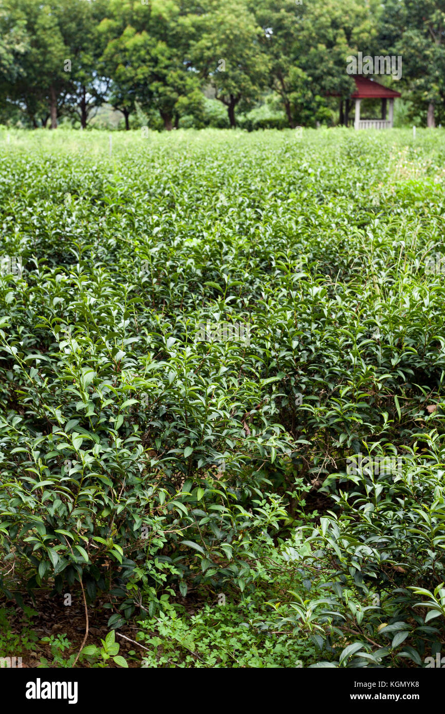 Formosa tea hi-res stock photography and images - Alamy