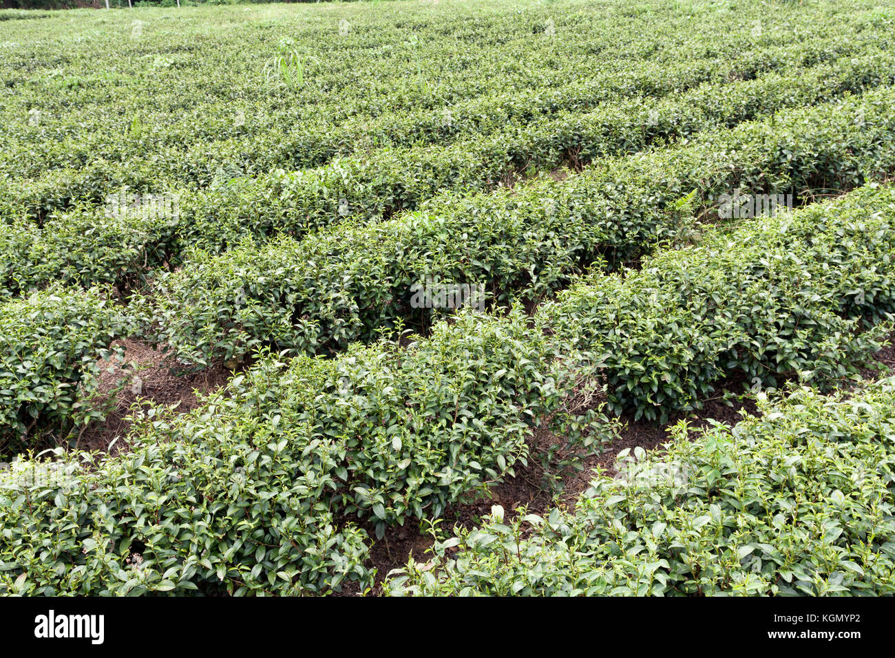 Formosa tea hi-res stock photography and images - Alamy