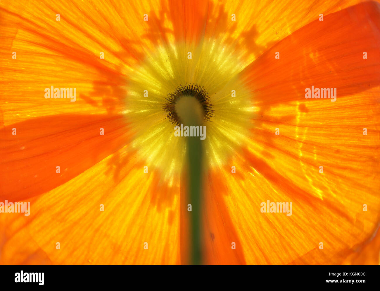 Background Iceland poppy Stock Photo - Alamy
